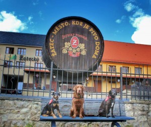 13062230_1148587691848655_4847378335924549642_n